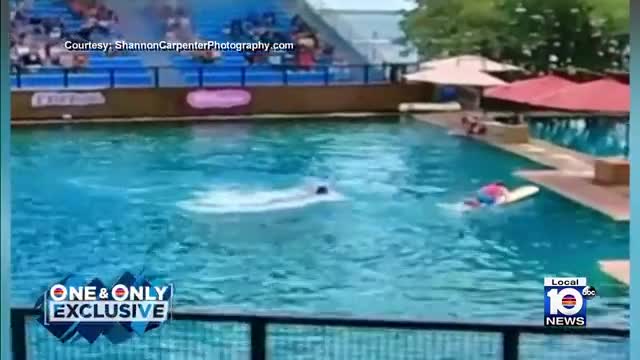 Dolphin attack trainer during show at Miami Seaquarium_Cut