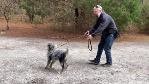 How to train your Dog in 6 minutes?