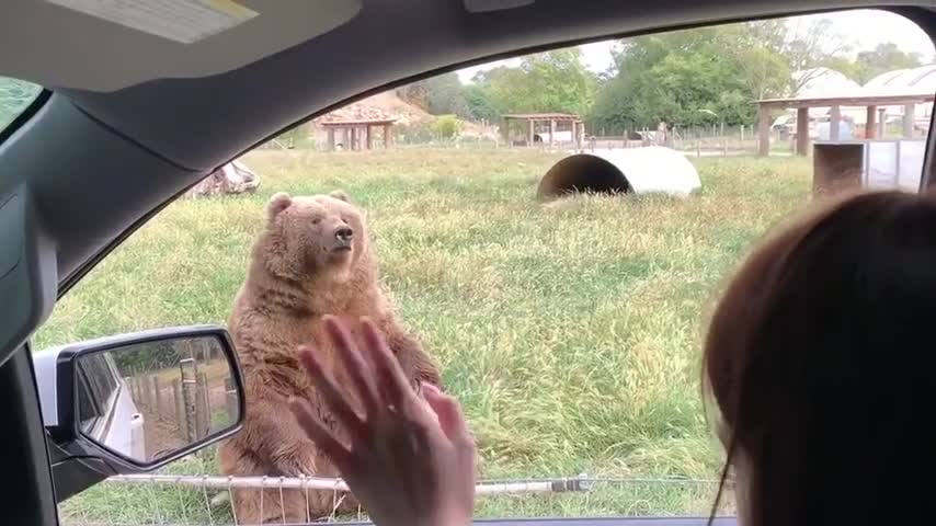 CUTE FUNNY BEAR