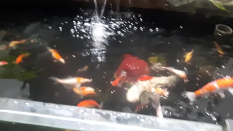 Melihat Kolam Ikan Koi