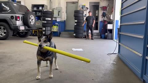 Shop Dog is a Pro Baseball Batter || ViralHog