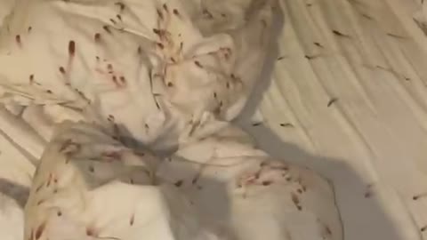 Burrowing With Hurt Nose Leaves Sheets Bloody