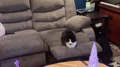 Caturday at my house!!