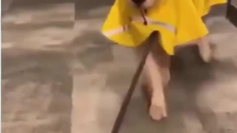Top Funny Cute Dog Videos and TIKTOK Compilation #Short