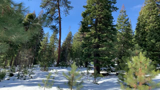 Leaning Tower of Ponderosa – Bandit Springs Sno-Park – Central Oregon – 4K