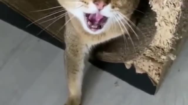 Angry 😤 Cat 🐈