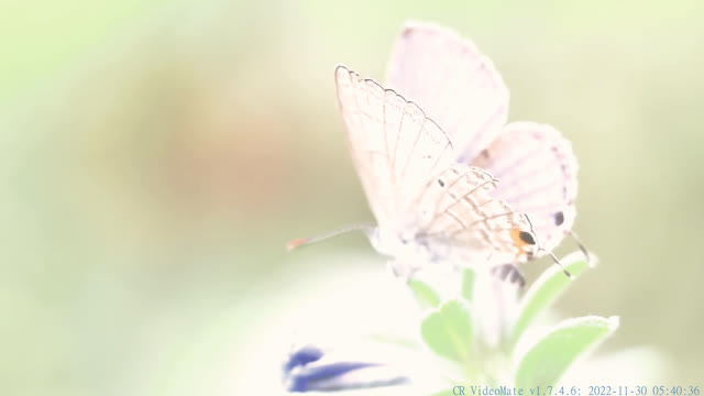 butterfly