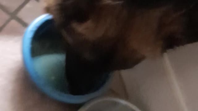 Puppy's First Go at Chicken Broth/Stock