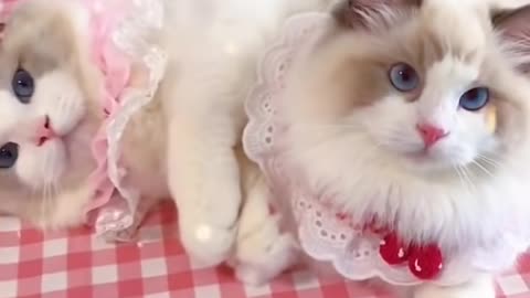 Ultimate Funny Cat Compilation: Hilarious Cats Make You LOL 😺😂