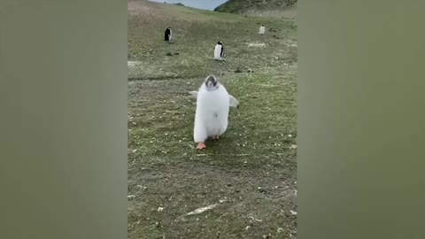 funny animal