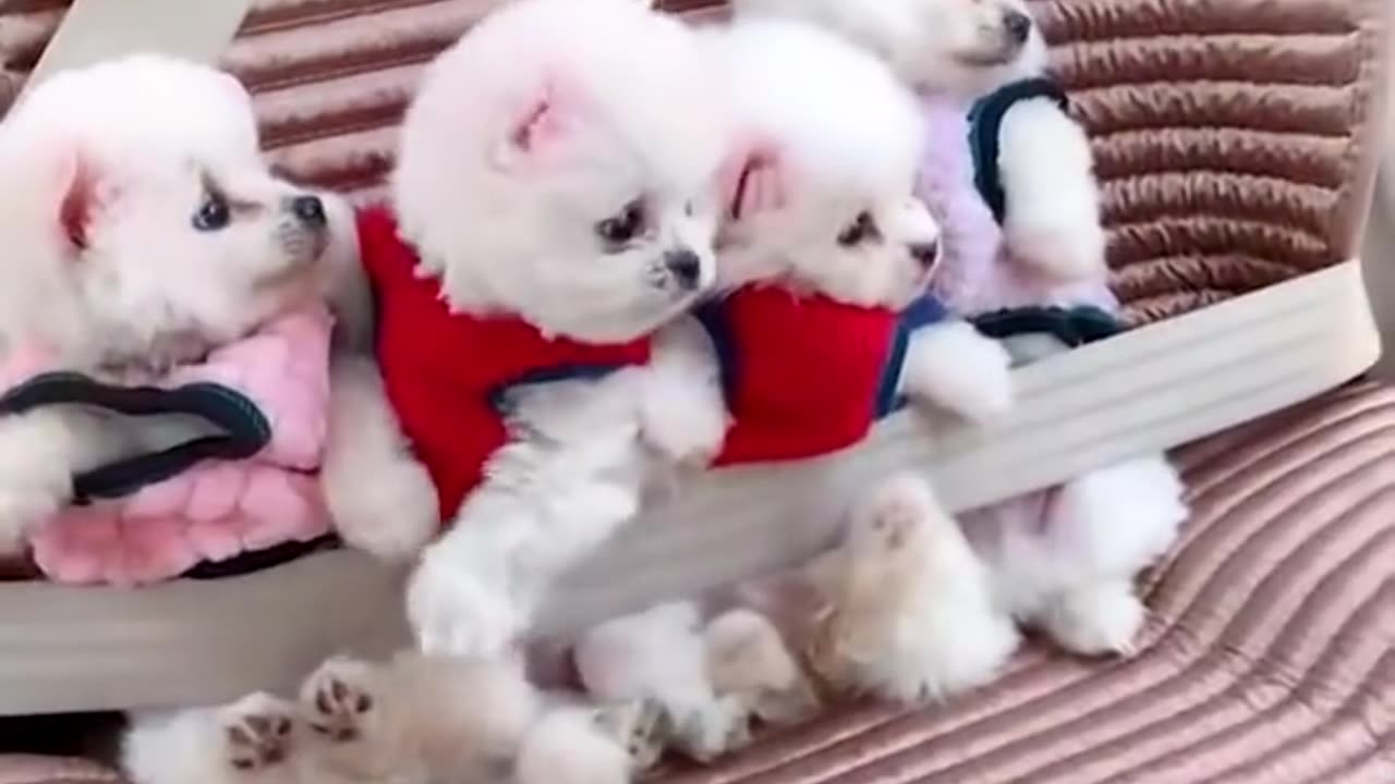 😍 Mini Pomeranian - Chó Phốc sóc Mini Cực Dễ