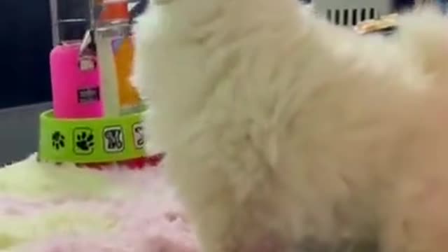 Cute baby dog, Funny dog