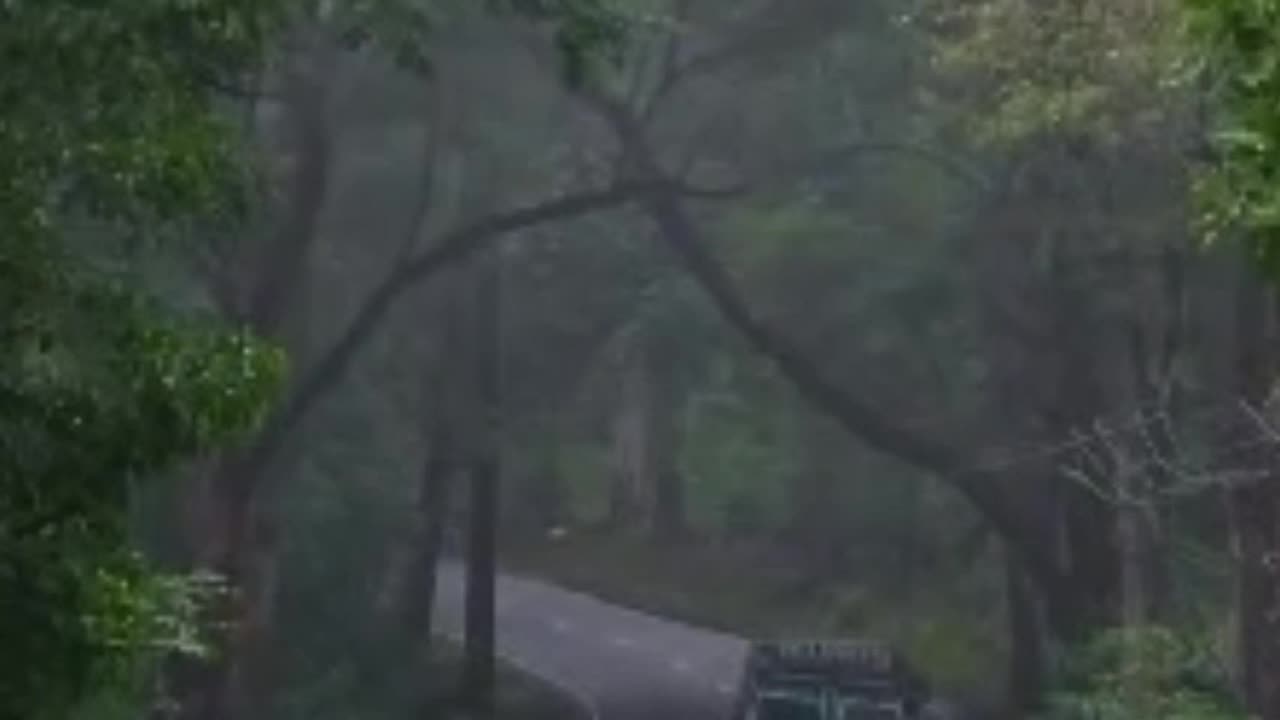 Deer Crossing the Highway