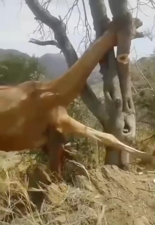 amazing videos (2022-2023)