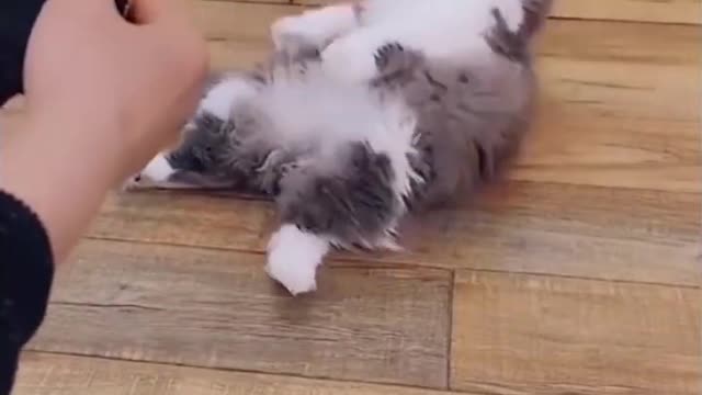 Funny Animals Videos | Try Not To Laugh