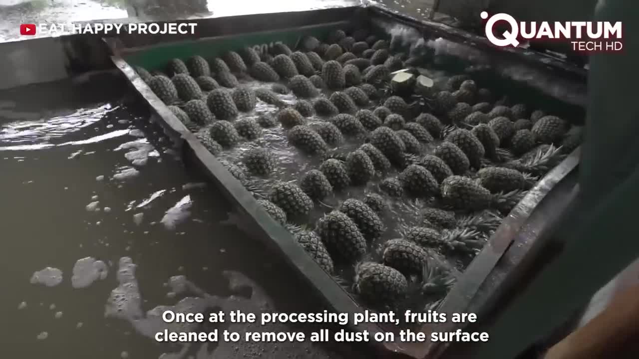 Harvesting the Most Delicious Pineapples in the World | Exotic Fruit Plantation