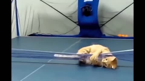 Cats That Catch the Ball