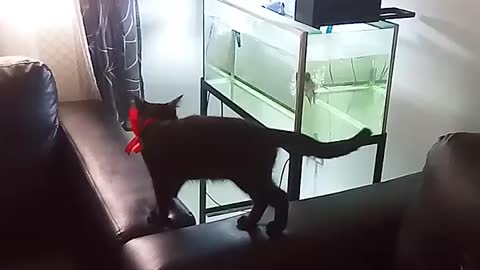 Fish attack the cat