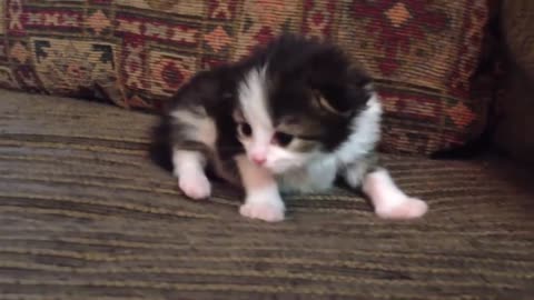 Two-Week Old Kitten Lets Out A Roar