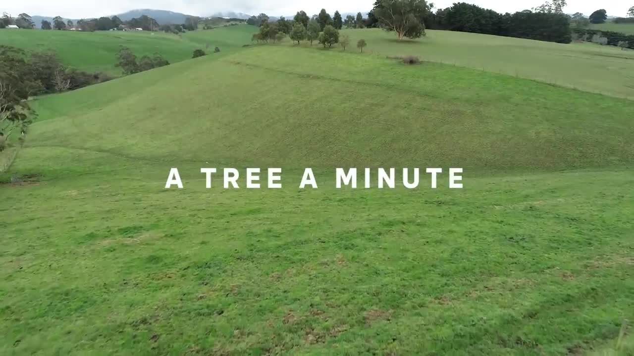 Planting a small forest in 24 hours (1440 trees)