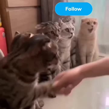 Cute cat videos and Fanny cat videos