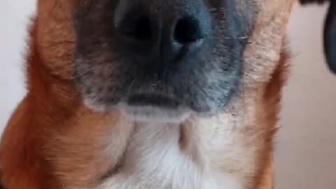 2023-08-13 - Truth Pups - Weekend News update
