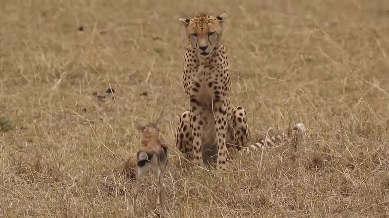 [!!Shaky Video!!] Cheetah playing with baby gazelle before eating it-7