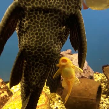 Fish in a large aquarium