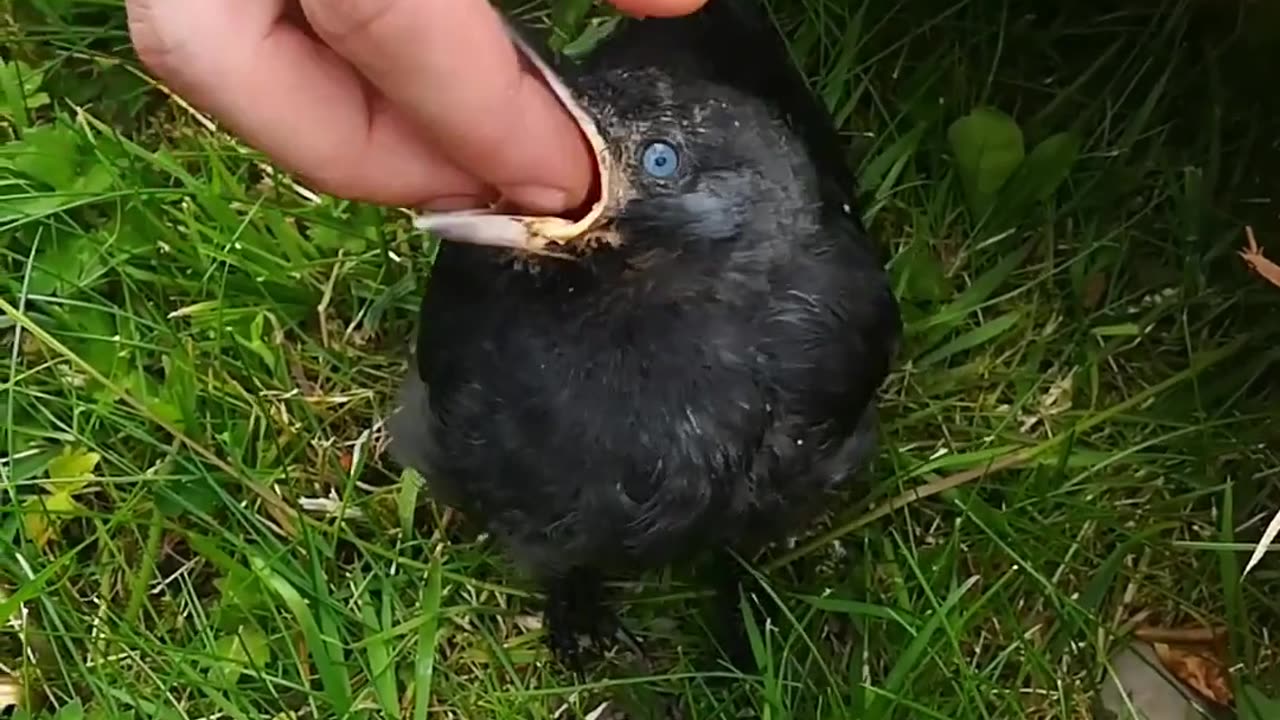 Raising An Abandoned Jackdaw From Fledgling To Flying The Nest. The Story Of Edred