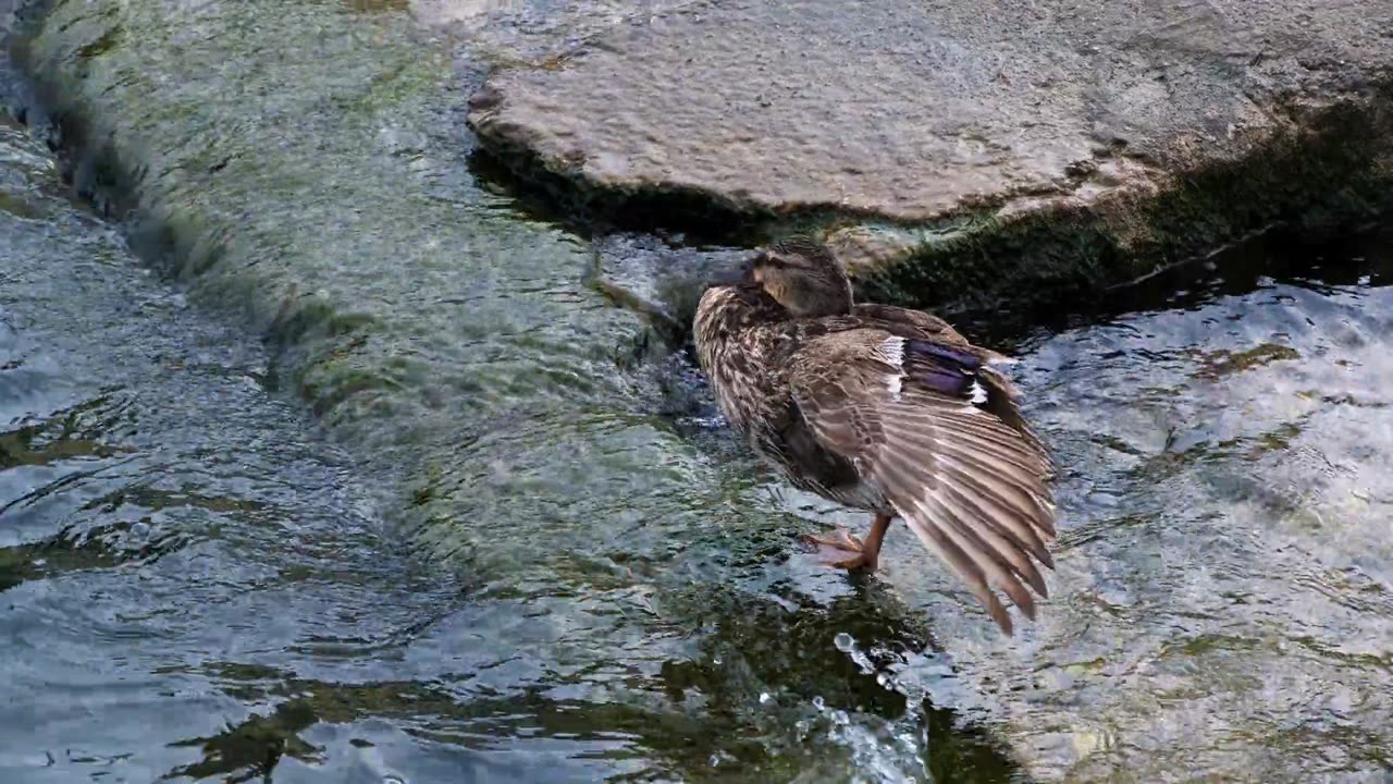 A bird fell into the water