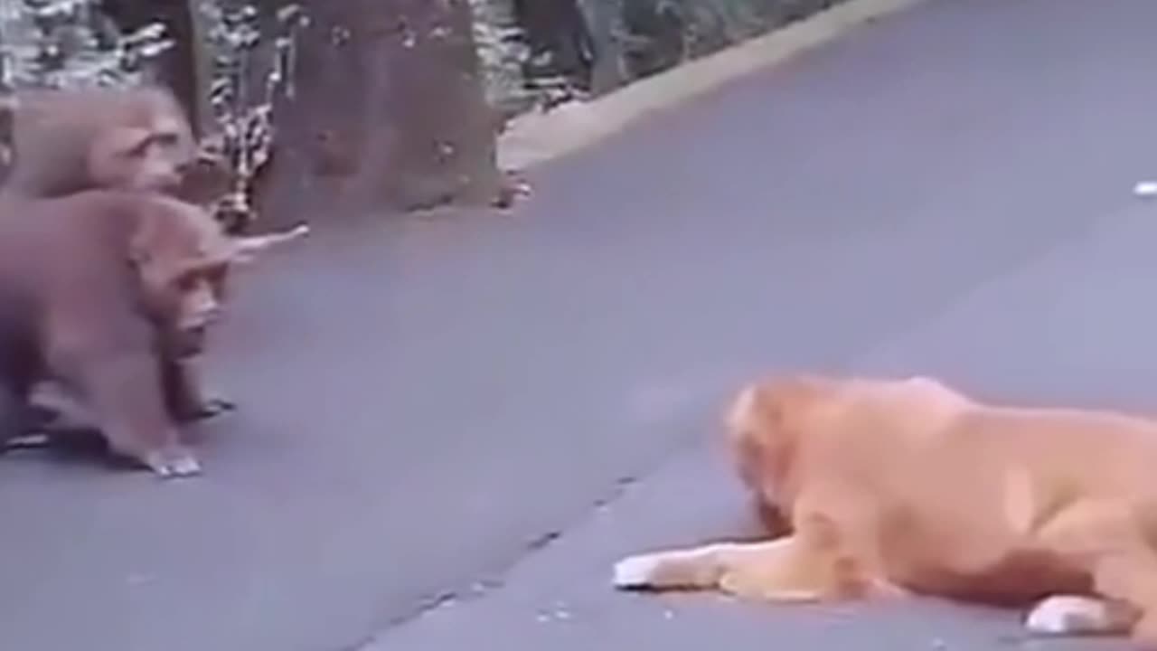 a dog beaten by 2 monkeys