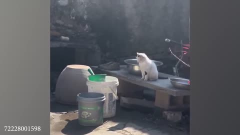 funny cat videos memes