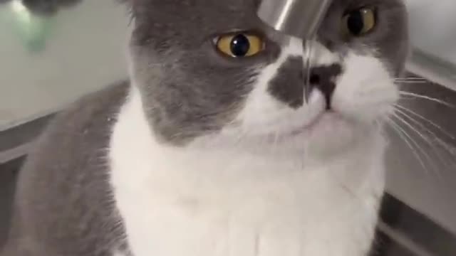 Best funny pet animal viral clip 2022🐈😻|| #funny #trending #viral #animal