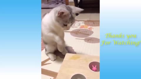 Funny and Cute Cat's Life 3