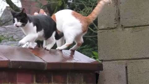 Synchronized Cats