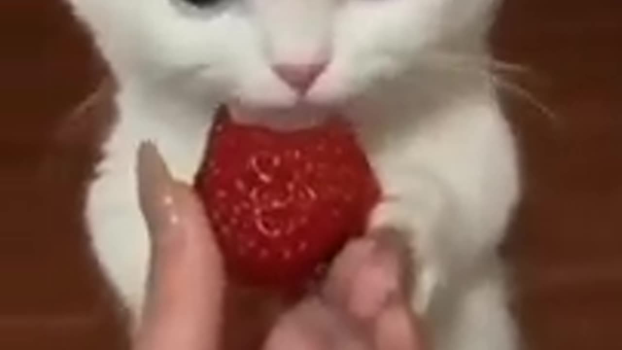 Cats | pets | funny video