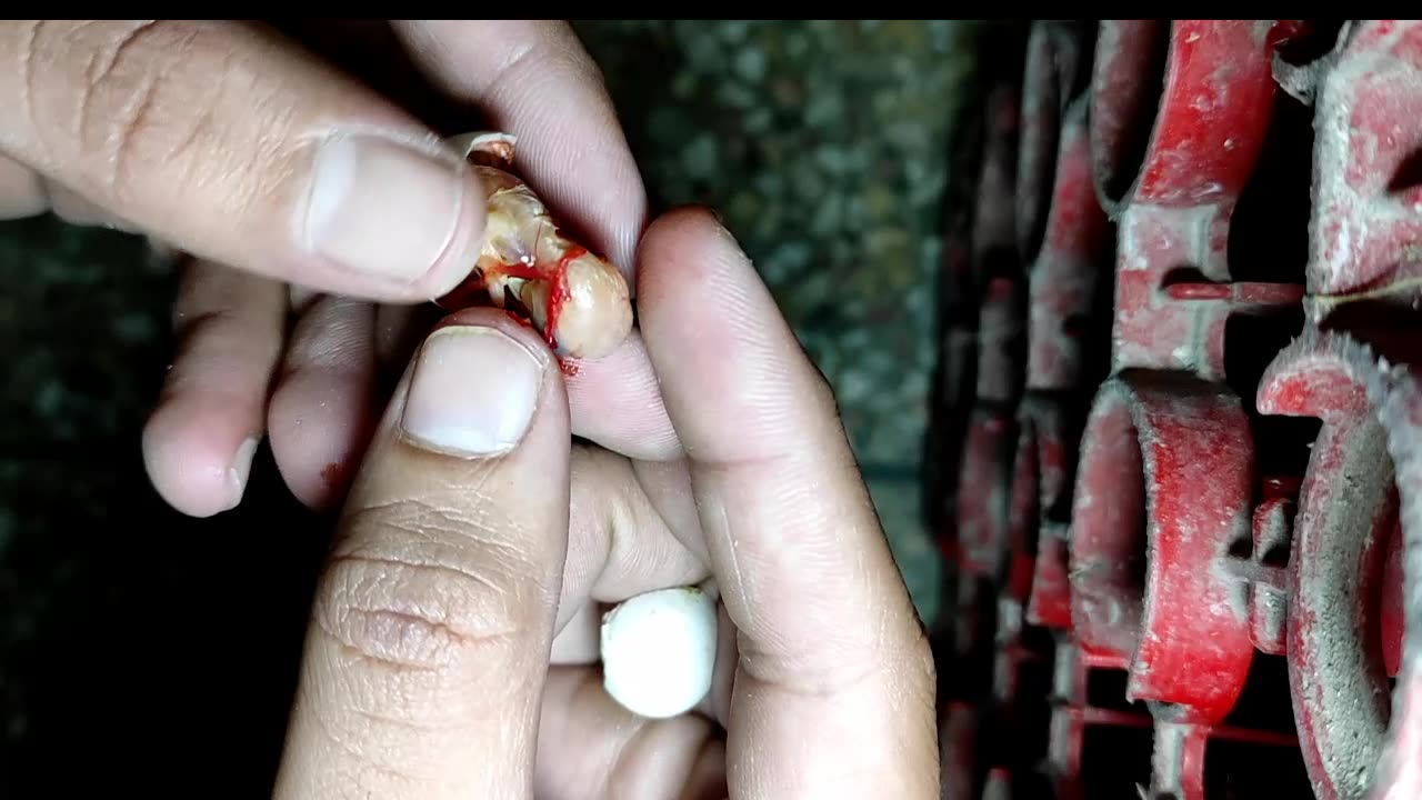I help my parrot chick to brack shell of egg