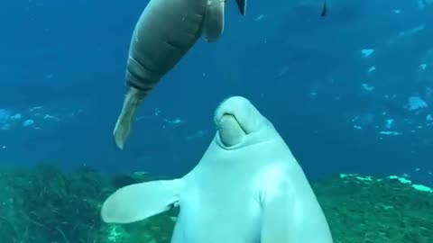 Beautiful manatee family