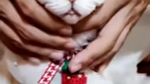 Little cats - cutest cats