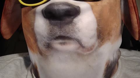 DMZ Dog sings Little Miss Muffet
