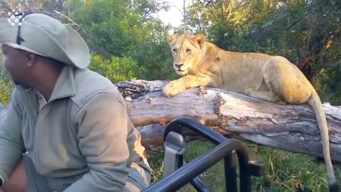 Top 20 Incredible Safari Moments Caught on Camera