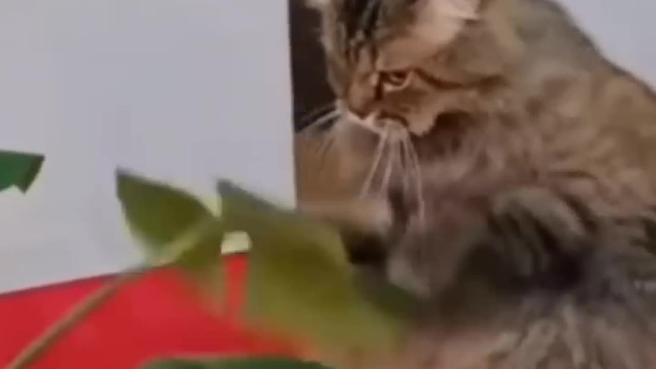 Funny Animals Videos That Make You Laugh