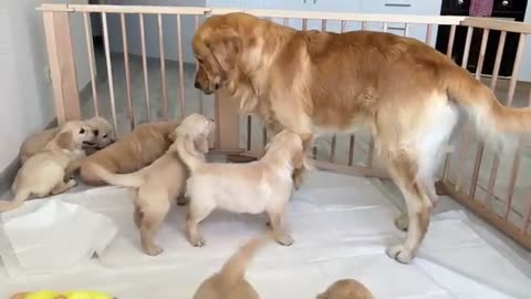 Golden Retriever Dad Meets His Puppies for the First Time