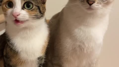 Cute cat trending video