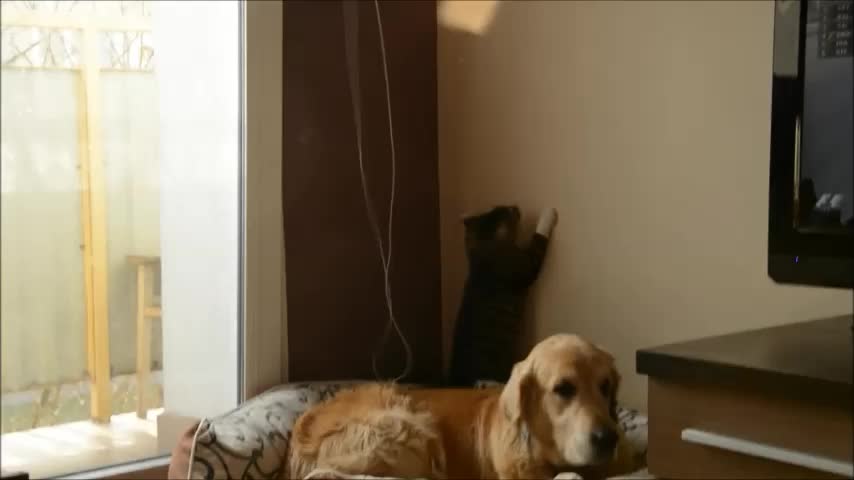 Kitten chases reflection all over patient dog