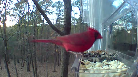 Dinner at the Window feeder