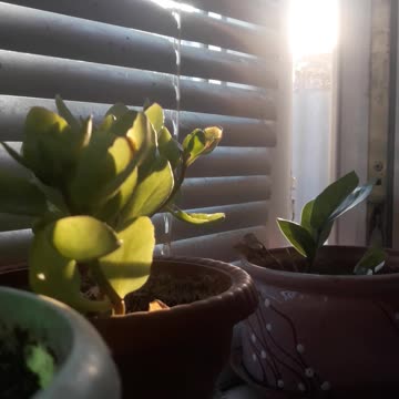 Flowers on the windowsill
