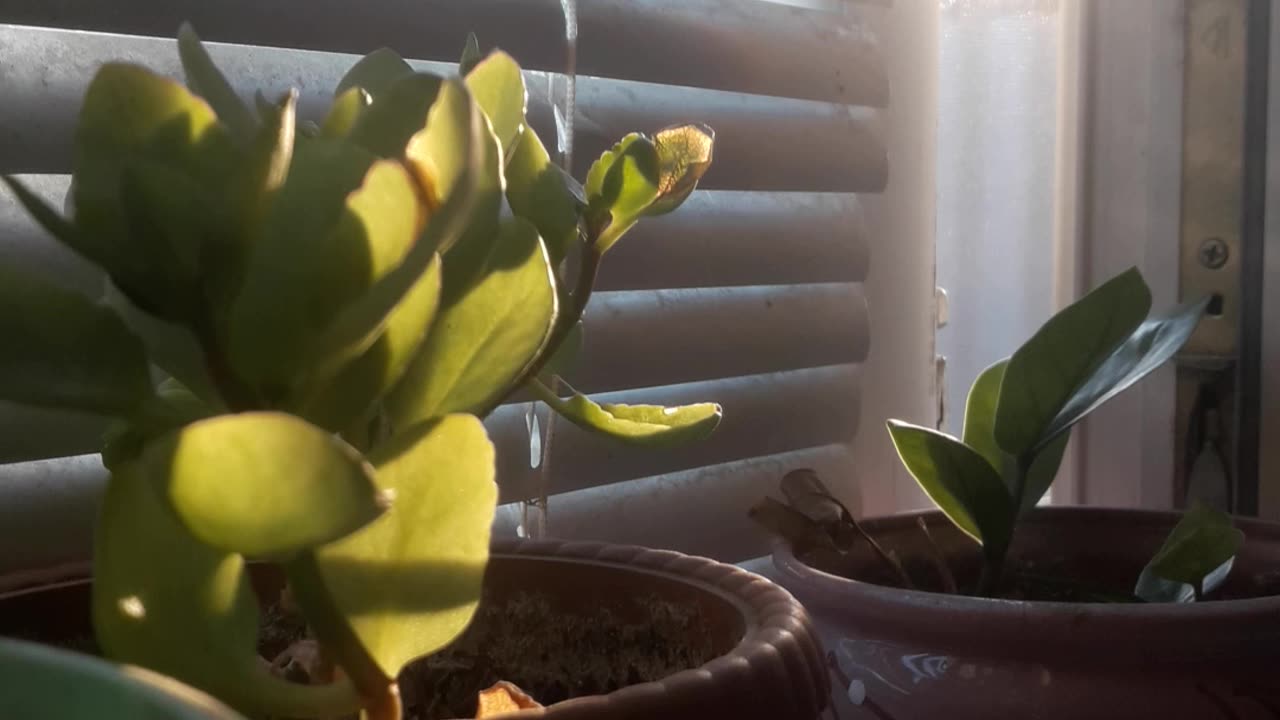 Flowers on the windowsill