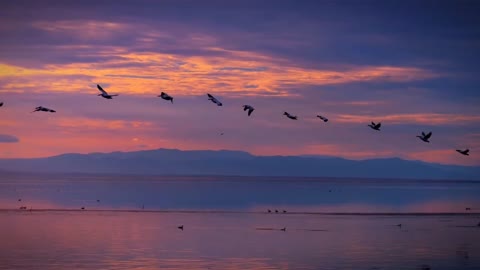 Sunset with seagulls