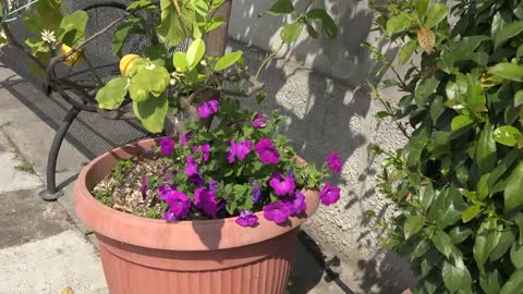 Petunia In Clay Pot Zoom In